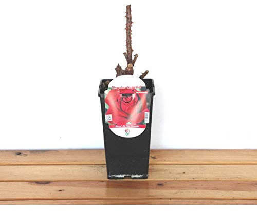 Rosal meilland Chrysler Imperial (maceta 14 cm ø)