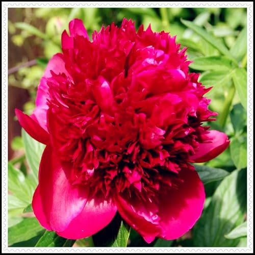 Bulbos de peonía, plantas de peonía, arbustos perennes: flores brillantes y coloridas, plantas ornamentales para patios y balcones.-2bulbos-E