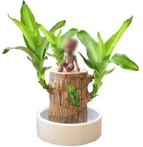 Mini Madera de la Suerte de Brasil, Planta Hidropónica en Maceta de Madera de Bambú de la Suerte de Brasil, Planta de Escritorio de InteriorOficina para Purificar el Aire Interior (B)