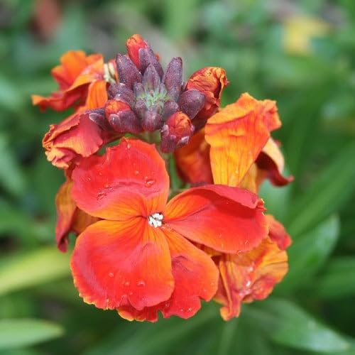 Plant World Seeds - WallFlower 'Fire King' Seeds (Annual/Perennial Flower Seeds)