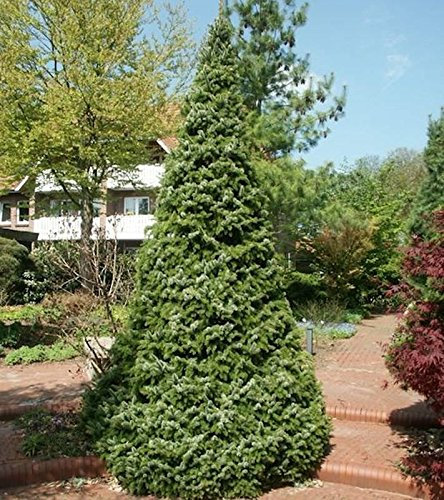 Serbische Kegel Fichte Zuckerhut 100-125cm - Picea omorika - Gartenpflanze