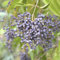 20 pcs liguster heckenpflanzen samen, bonsai topf, winterharte stauden liguster samen - Ligustrum lucidum - exotische pflanzen, bienenweide saatgut hochbeete für garten, balkon pflanze
