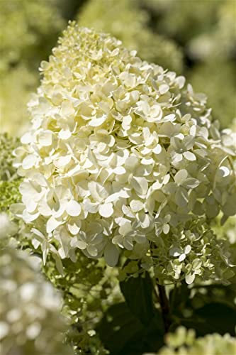 Hydrangea paniculata 'Bobo' 80-100 cm - Rispenhortensie, weiße Blüten, Blütezeit Juli-September, ideal für Kübel und Beete, kompakt und pflegeleicht