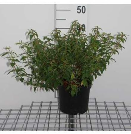 Cistus crispus - Zistrose 20-25 cm Container