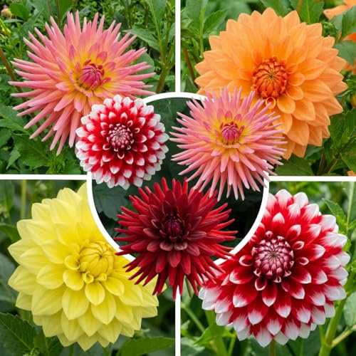 FLORIUM 5 Zwiebeln Dahlien Knollen, Grand Kollektion Blumenzwiebeln aus Holland, echte große Dahlienpflanzen für Garten und Töpfe (keine Samen, nicht künstlich)