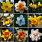 Encanto Flores Narciso Bulbo Bulbos De Narciso Bulbo Narciso De OtoñO, Narcisos Flores Naturales Bulbo Narcisos Flores, Novato, JardíN,Calas Gigantes Bulbos De Calas -6bulbos-A