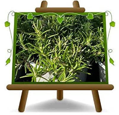 Romarin Prostatum Plantes Aromatiques Vase 14 cm