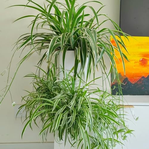 50 pz semi di pianta d'appartamento della pianta ragno, Piantare fiori da giardino, piante da balcone (Chlorophytum comosum) semi di fiori recisi, semi di piante d'appartamento semi