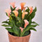 Bulbos Calas Colores Bulbos Calas Gigantes Bulbos De Calas De Colores, Novato, JardíN, Calas Plantas, Calas Gigantes Bulbos De Calas, Zantedeschia Aethiopica Calas Bulbos -6bulbos-I