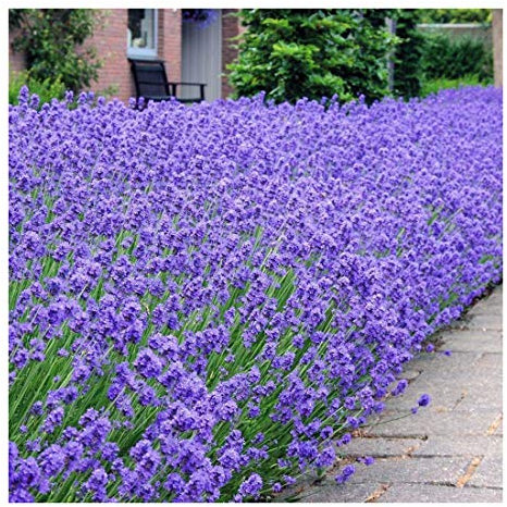 Lavendula angustifolia Munstead, Old English Lavender Plant in 9 cm Pot