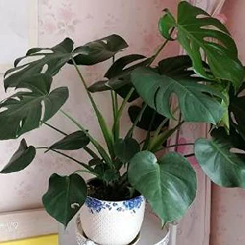 Haloppe 100pcs Semi di Piante Monstera per la piantagione di Giardini Domestici, Semi di Bonsai abbellimento Ornamentale Mini Semi di Fogliame per Esterni 100 Pezzi