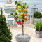 Apfelbaum-Trio 'Jonagored' + 'Golden Delicious' + 'Elstar' - Der topf / 2L / Lieferhöhe 75-100cm