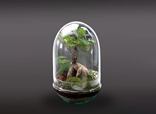 Garden Center shop by VM TERRARIO Planta Natural Micro Habitat Cristal Jungle IN Dome 30X17 CM NANOGARDEN ECOSISTEMA Jardin EN Miniatura