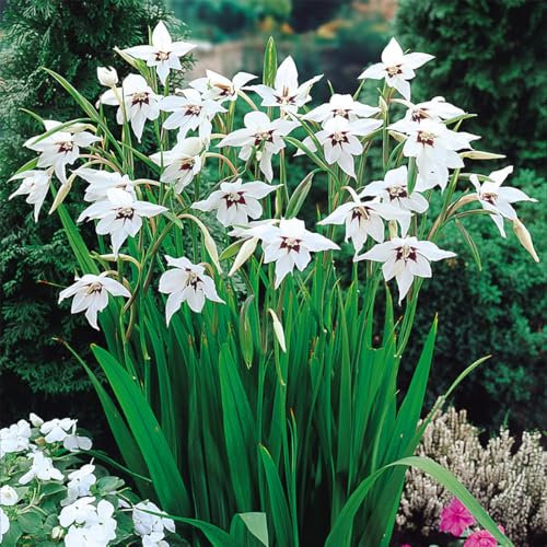 Acidanthera Gladiolus Callianthus Peacock Orchid Flower Perennial Summer Bulbs (25)