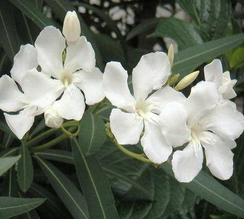 Semillas de flor de adelfa, 100 unidades, blancas