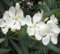 Semillas de flor de adelfa, 100 unidades, blancas