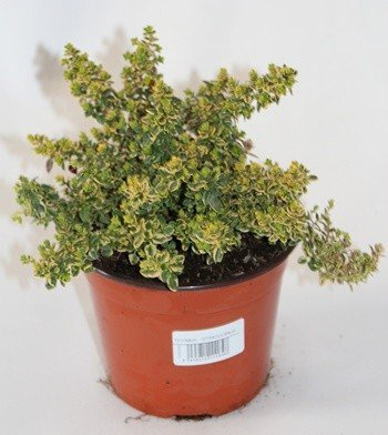 Sin marca Tomillo Limon (Maceta 10,5 cm Ø) - Planta Viva - Planta aromatica