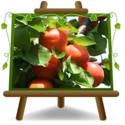 Enano - albaricoque en maceta 26 planta frutal árbol autofértil máx. 150 cm – 4 años cultivo Italia