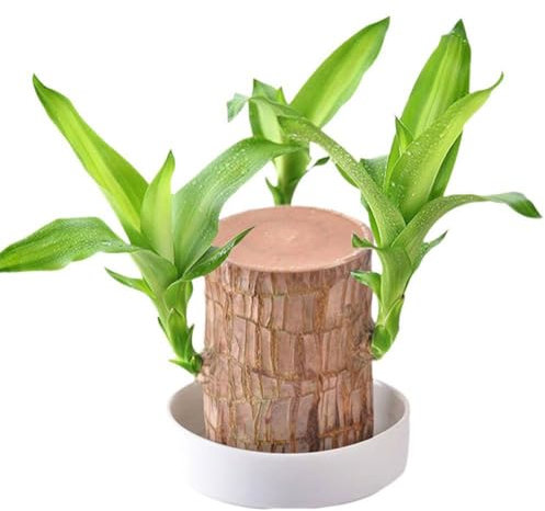 Rtyweth Brasilianische Holzpflanze, Glücksbambuspflanze, brasilianisches Holz, Pflanzendekoration, 2024 neues Mini-Brasilien-Glücksbambus, Glücks-Keimholz, magisch