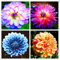 Dahlia Pompon, Dahlien Knollen Groß, Romantische Dahlie, Winterhartes Pflanzen, Dahlien knollen, Dahlien Knollen Winterharte MehrjäHrig-4 Zwiebeln-H