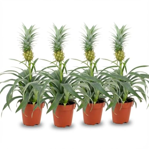 Ananaspflanze Mi Amigo – 4 Pflanzen – Ø12cm – Höhe 35–40cm – Tropische Zimmerpflanze mit dekorativer Mini-Ananas – Exotische Pflanze für Wohnraum & Büro