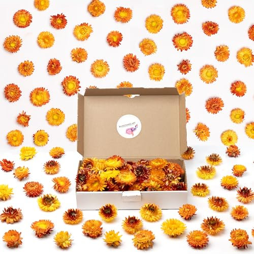 Getrocknete Blumen als Frühlingsdeko und zum Kranz Basteln - Strohblumen Trockenblumen in Orange Gelb - Natürliche Streudeko - Frühling und Sommer Tischdekoration - Perfekt für Hochzeit