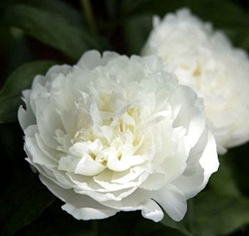 Edelpfingstrose Duchesse de Nemours - Paeonia lactiflora - Gartenpflanze