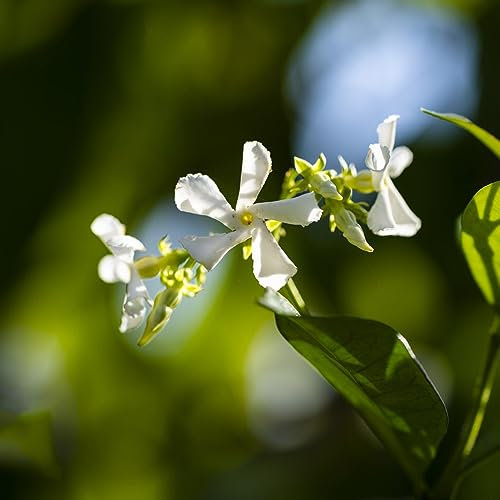30 pz semi di gelsomino resistenti - fioriera albero bonzai,gelsomino sambac, piante rustiche per il balcone piante rustiche per giardino semi di fiori selvatici perenni fiori da