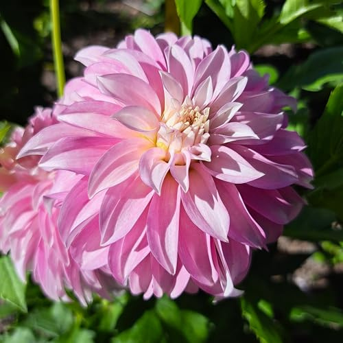 Dahlienknolle : Dahlia - Deko Dahlien Pink Petticoat 1 Knolle/Rhizom