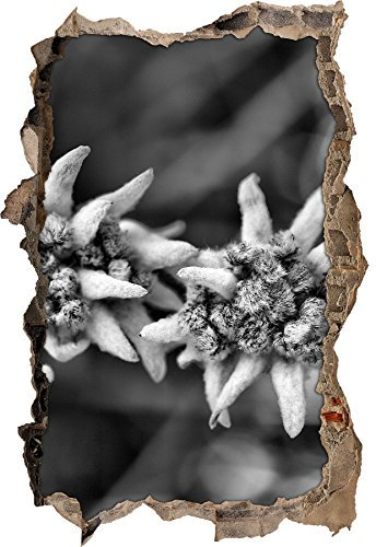 Stil.Zeit Monocrome, Weißes Edelweiß Wanddurchbruch im 3D-Look, Wand- oder Türaufkleber Format: 62x42cm, Wandsticker, Wandtattoo, Wanddekoration