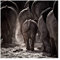 Bilderwelten Elefant Fototapete Tiere inkl. Kleister 192x192cm - Vliestapete Made in Germany - 3D Tapete Elefant Schlafzimmer - Tiertapete - Wandtapete Elefanten Wohnzimmer Flur T_2005