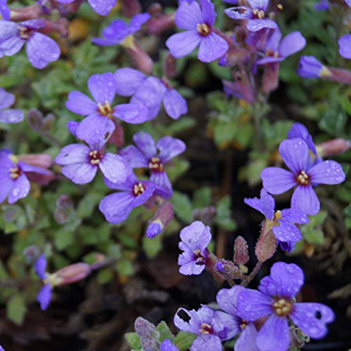 Blumixx Stauden Aubrieta Hybride 'Hürth' - Blaukissen hellblau