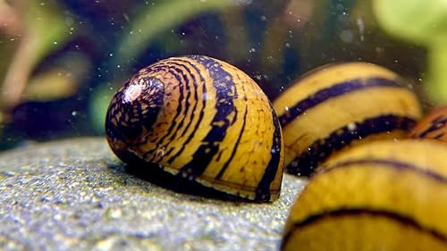 5 Ring Rennschnecken, Algen Schnecke, Geringelte Aquarium Schnecke