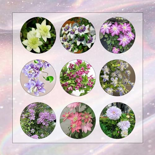 6 Pcs Clematis Pflanzen Zwiebeln - Blühwiese Mehrjährig, Geschenk Garten Clematis Winterhart Zwiebel (Clematis Florida) Blumen Geschenk, Deko Wohnzimmer Winterharte Kübelpflanzen