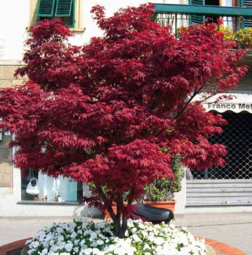 Acero Rosso Giapponese, Acero Palmatum Fireglow FG1, Pianta in Vaso ø 22 cm Vivaio di Castelletto