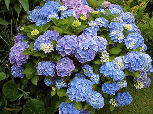 Ortensia Hydrangea 3 piante in vaso ø18 cm COLORI MISTI