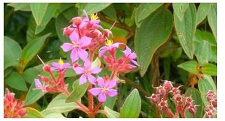 Stk - 10x Tibouchina mollis Weicher Veilchenbaum Garten Pflanzen - Samen ID1613 - Seeds & Plants Shop by Ipsa