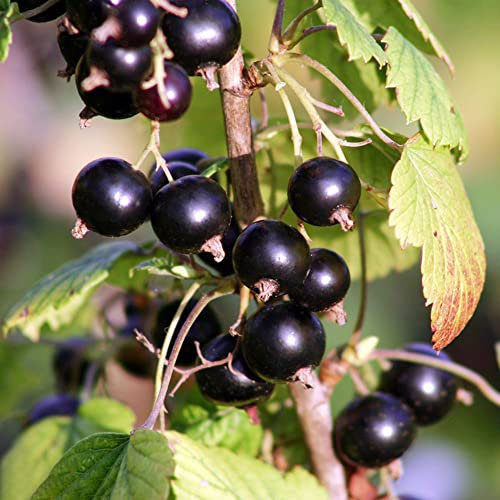 Piante di uva spina/Piante di ribes Colonna Alberi da frutto Semi Piante da balcone Piante esotiche resistenti Piante da interno Giardino regalo-80 pezzi(nero)