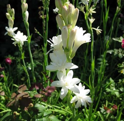 Bulbos de nardo,Planta de nardo,Perenne,Flores ornamentales,Aroma de noche,flores naturales,Plantación de patio de jardín-d-4 bulbs