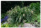 1 x Carex pendula im 1 Liter Topf (Ziergras/Gräser/Winterhart/Mehrjährig/Immergrün) Riesen Segge - Der filigrane Blickfang für feuchte Standorte - von Stauden Gänge