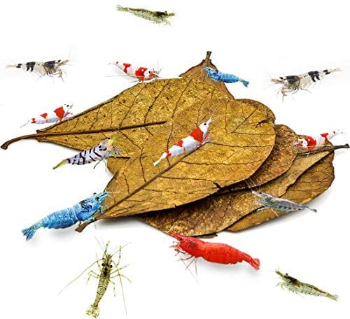 SunGrow Aquarium De Feuilles D'amandier De La Mer Indienne, Feuilles De Crevettes 10-18 Cm (Moyen), Fournit Un Abri, Une Source Supplémentaire De Nourriture Et des Accessoires De Réservoir, 10 Pièces