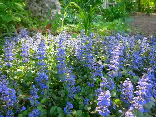 Kriechender Günsel (Ajuga reptans) blau