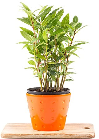 Árbol De Laurel, Semillas De Bonsái, Arbustos De Hoja Perenne, Resistente, Jardín De Hierbas, Plantas De Balcón, Plantas En Macetas Extremadamente Resistentes, Semillas De Hierbas - 10 Piezas (Ve
