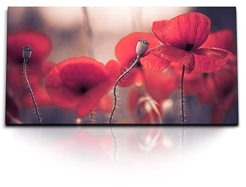 Paul Sinus Kunstdruck Bilder 120x60cm Rote Blume Mohnblume Mohn Wildblumen