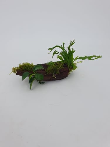Mangrove Wurzel für Nanobecken mit echtem Farn oder Anubias uns Moos bepflanztGröße ca. 10-15 cm