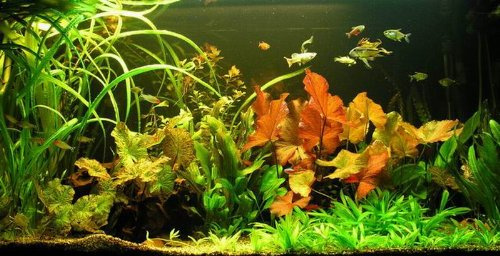 WASSERPFLANZEN WOLFF - Unterwasser-Landschaft Lotuswelt für ein 240 bis 300 Liter Aquarium, Aquariumpflanzen-Set Sortiment