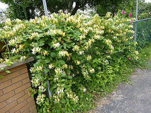 Neue freie Verschiffen 30pcs Geißblatt Samen/Jinyinhua Samen, chinesische Kräutermedizin Einpflanzen Saatgut zu Hause Gartenpflanzen H96