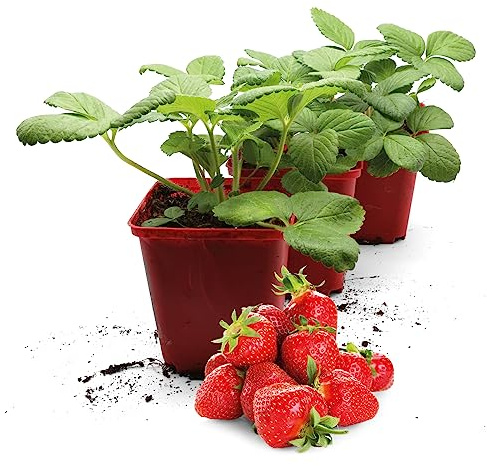 FLORTUS | Erdbeerpflanzen Hummi® Rimona | 3 XXL Pflanzen Monatserdbeeren mit großen Früchte, aromatisch & süß | in Beet oder Topf