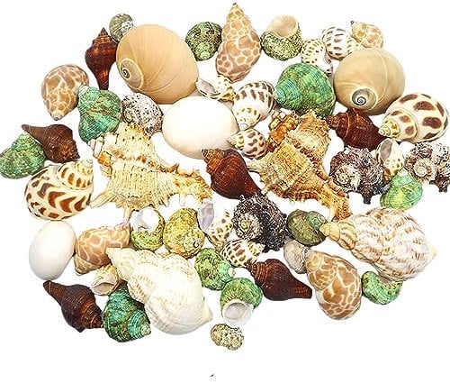 COYOUCO Einsiedlerkrebsschalen Einsiedlerkrebs liefert kleine bis mittlere Einsiedlerkrebs-Ersatzschale Natürliche Muschelschale DIY Aquarium Aquarium Dekoration,D