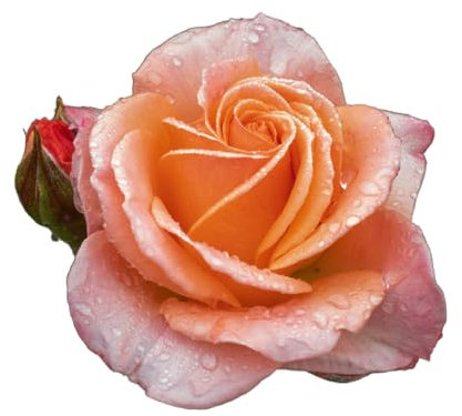 Floribunda Rose Plants, 'Fragrant Delight', 1 x Full Plant in a 5 Litre Pot, Rose Bush, Garden Ready and Ready to Plant, Premium Quality Garden Roses